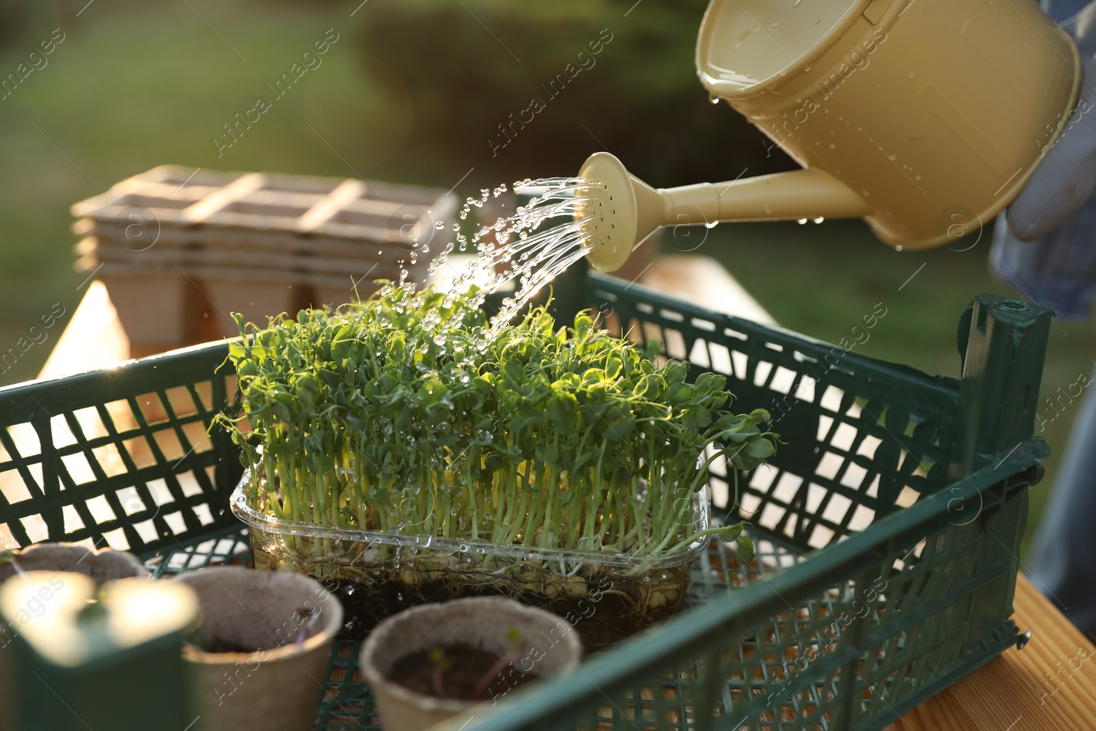 Photo of Woman watering young seedlings with can at table outdoors, closeup