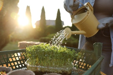 Photo of Woman watering young seedlings with can at table outdoors, closeup