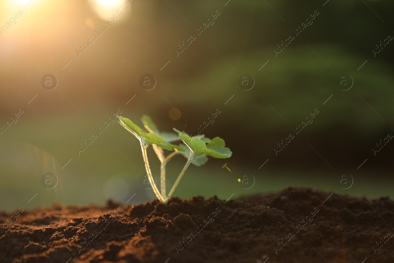 Photo of Young seedling growing in ground at evening, closeup