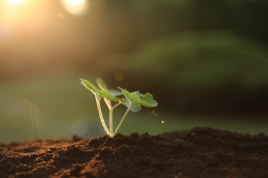 Young seedling growing in ground at evening, closeup