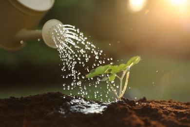 Watering young seedling with can outdoors, closeup