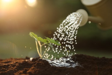 Photo of Watering young seedling with can outdoors, closeup