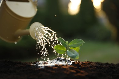 Photo of Watering young seedling with can outdoors, closeup