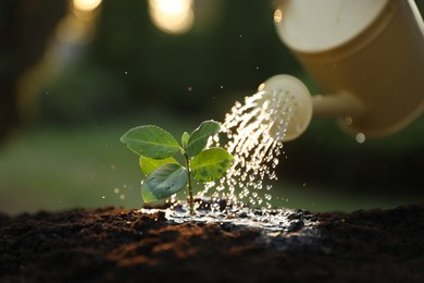 Photo of Watering young seedling with can outdoors, closeup