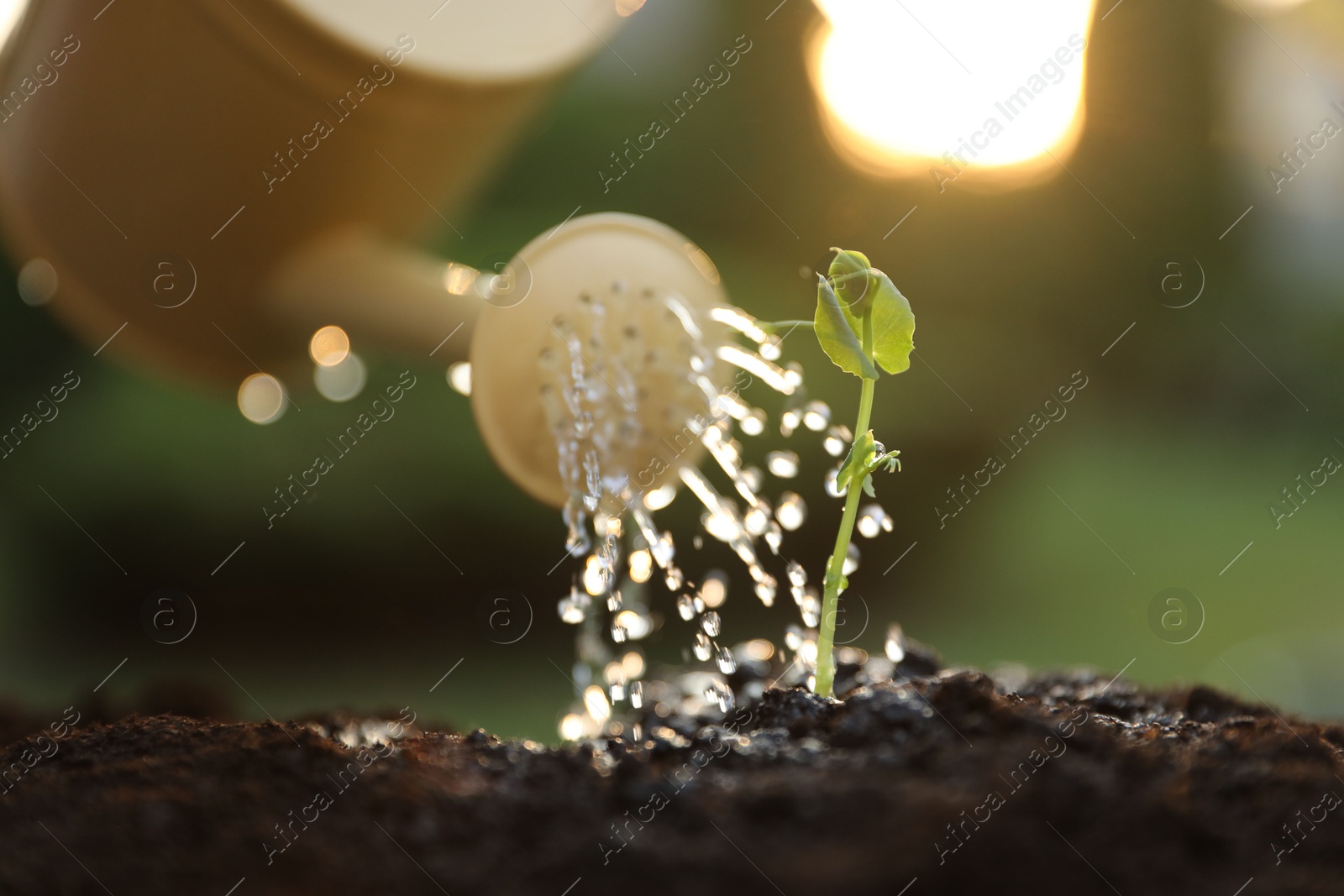 Photo of Watering young seedling with can outdoors, closeup