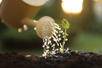 Watering young seedling with can outdoors, closeup