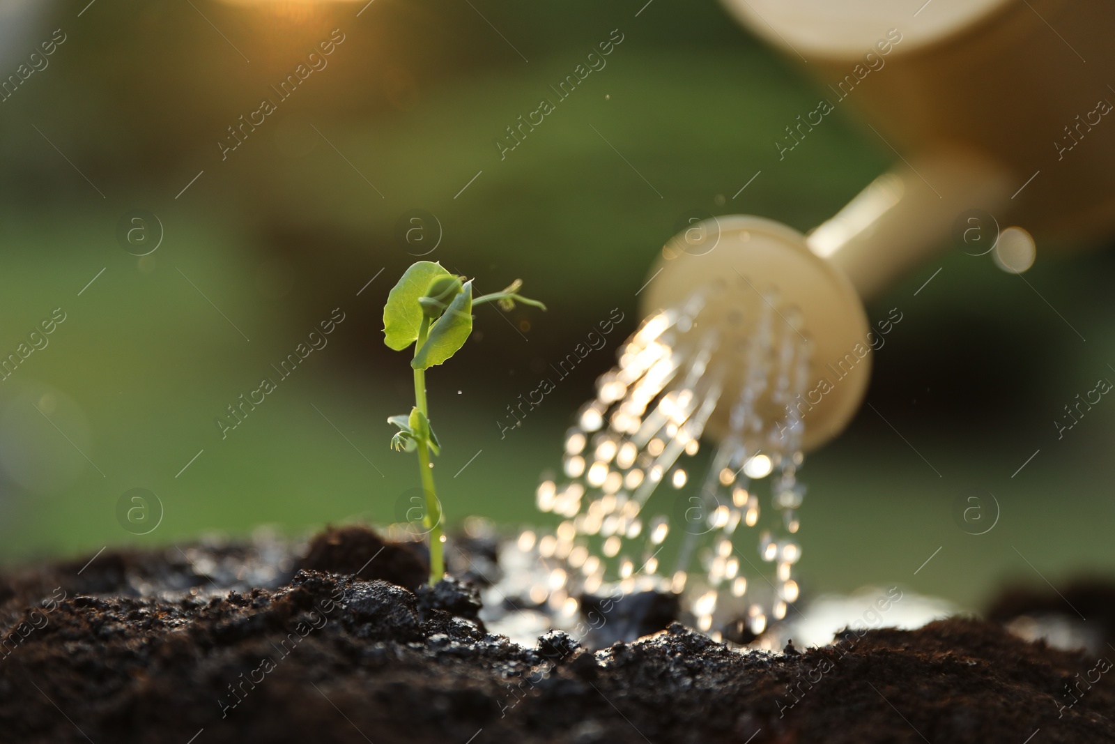 Photo of Watering young seedling with can outdoors, closeup