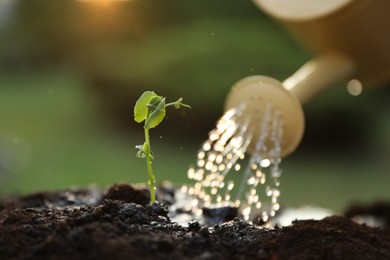 Watering young seedling with can outdoors, closeup