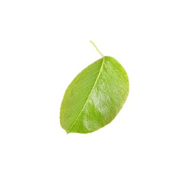 Photo of One green pear leaf on white background