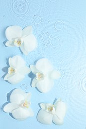 Photo of Beautiful orchid flowers in water on light blue background, flat lay