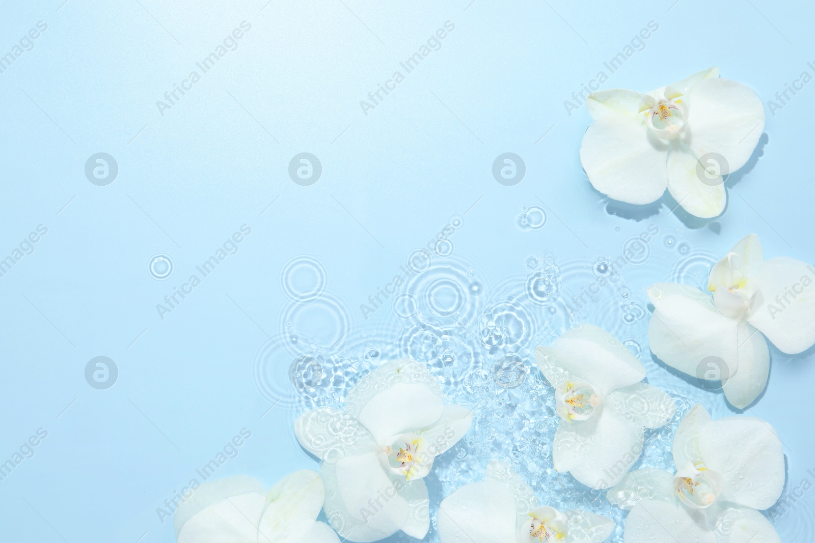 Photo of Beautiful orchid flowers in water on light blue background, flat lay. Space for text