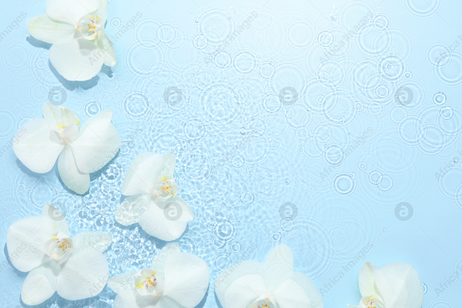 Photo of Beautiful orchid flowers in water on light blue background, flat lay. Space for text