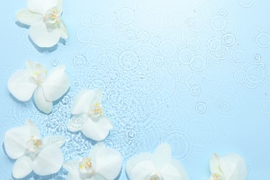 Photo of Beautiful orchid flowers in water on light blue background, flat lay. Space for text