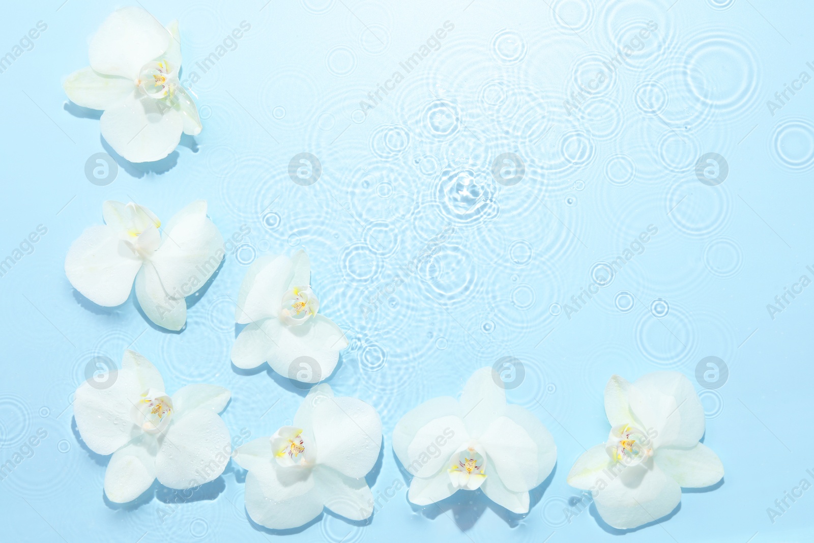 Photo of Beautiful orchid flowers in water on light blue background, flat lay. Space for text