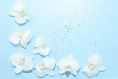 Photo of Beautiful orchid flowers in water on light blue background, flat lay. Space for text