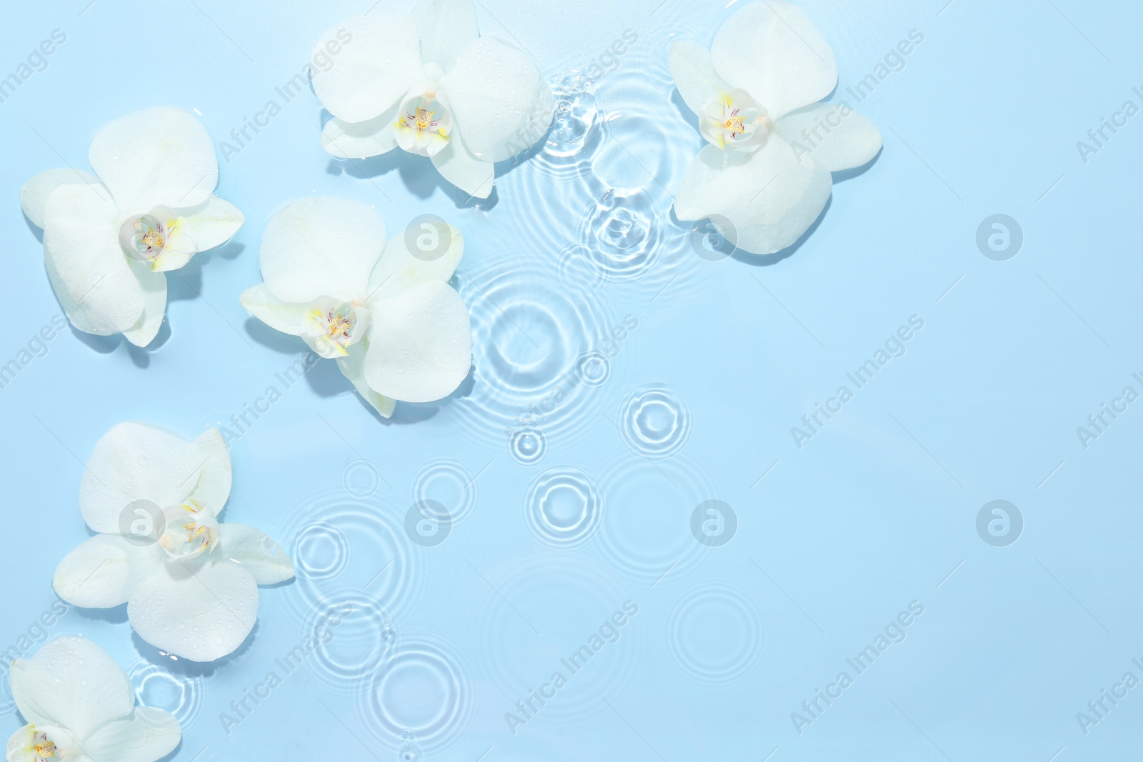 Photo of Beautiful orchid flowers in water on light blue background, flat lay. Space for text