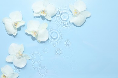 Photo of Beautiful orchid flowers in water on light blue background, flat lay. Space for text