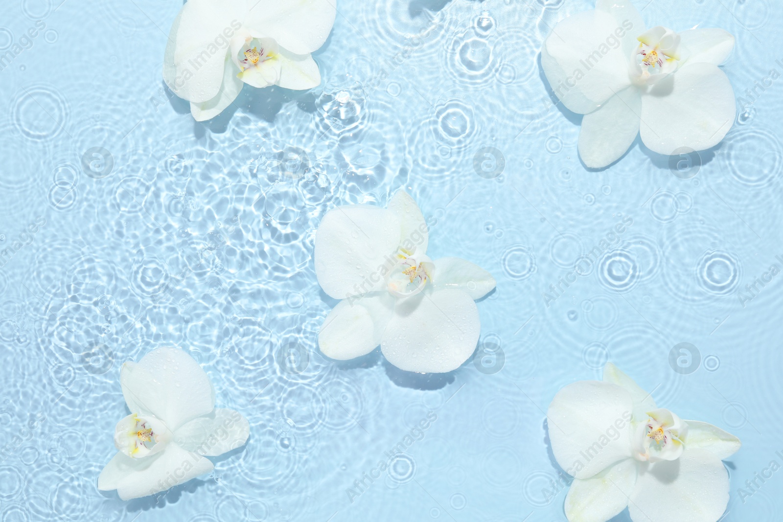 Photo of Beautiful orchid flowers in water on light blue background, flat lay