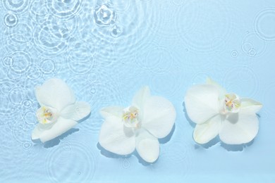 Photo of Beautiful orchid flowers in water on light blue background, flat lay