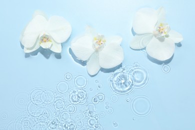 Beautiful orchid flowers in water on light blue background, flat lay