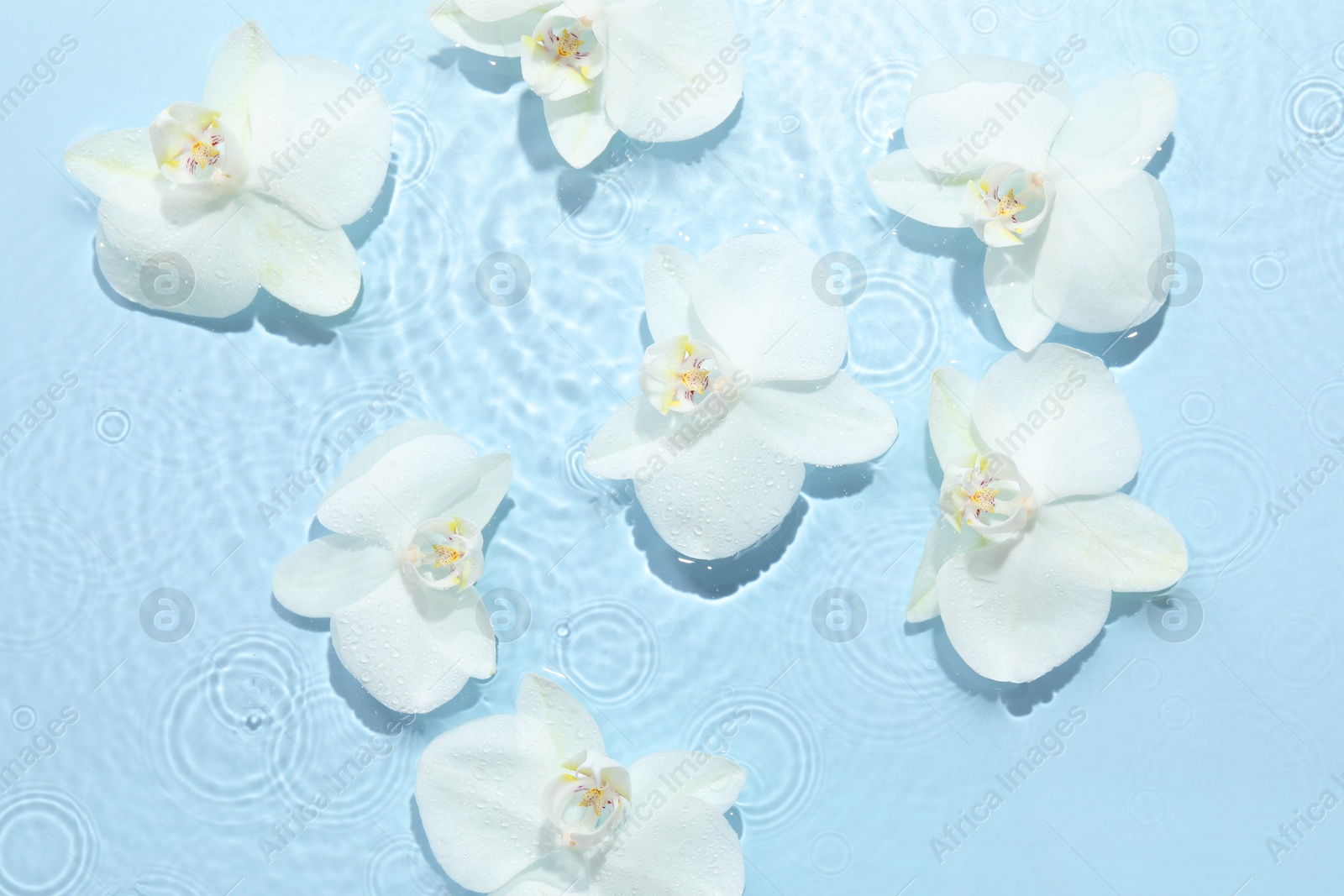 Photo of Beautiful orchid flowers in water on light blue background, flat lay