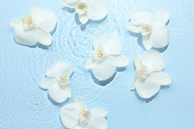 Photo of Beautiful orchid flowers in water on light blue background, flat lay