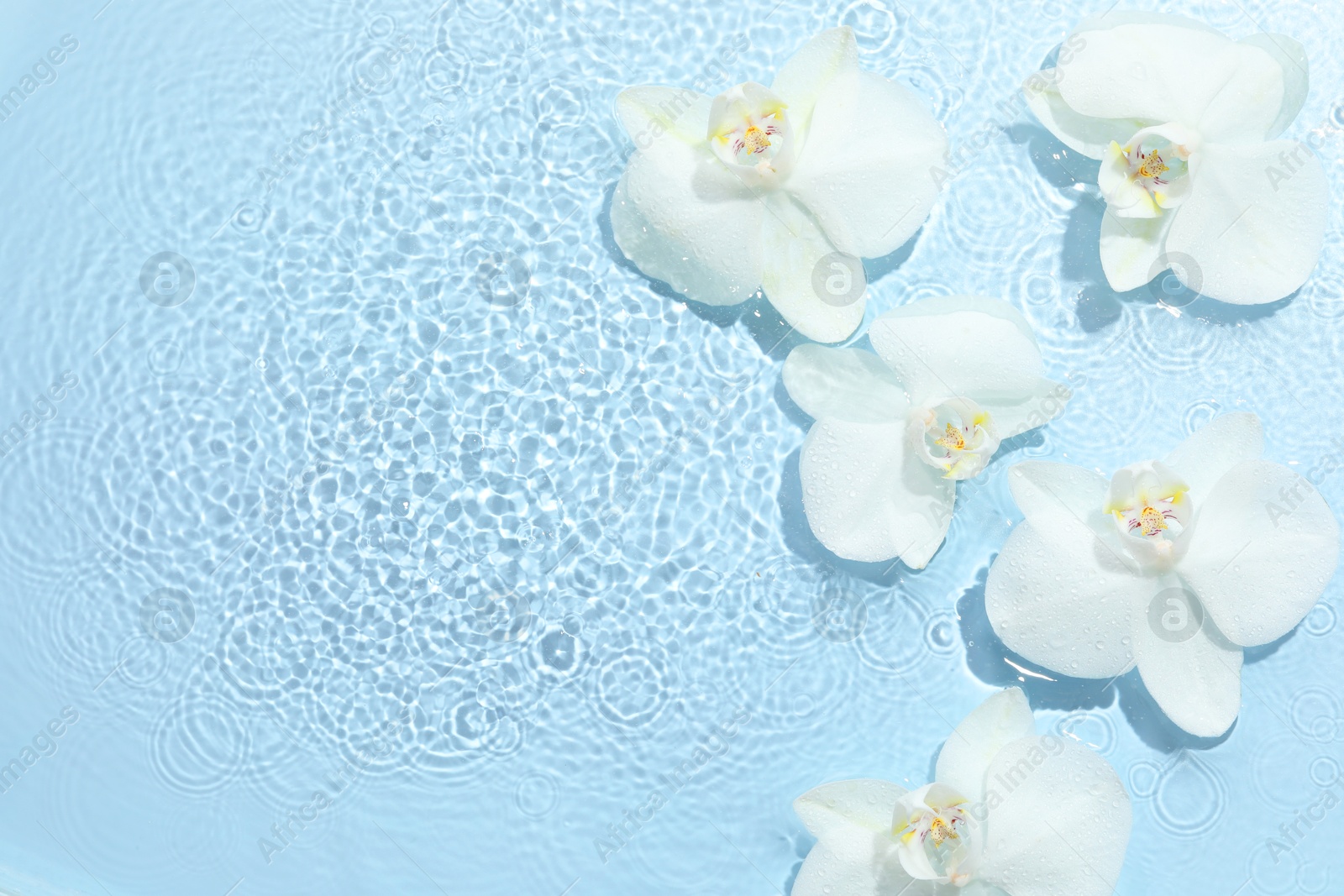 Photo of Beautiful orchid flowers in water on light blue background, flat lay. Space for text