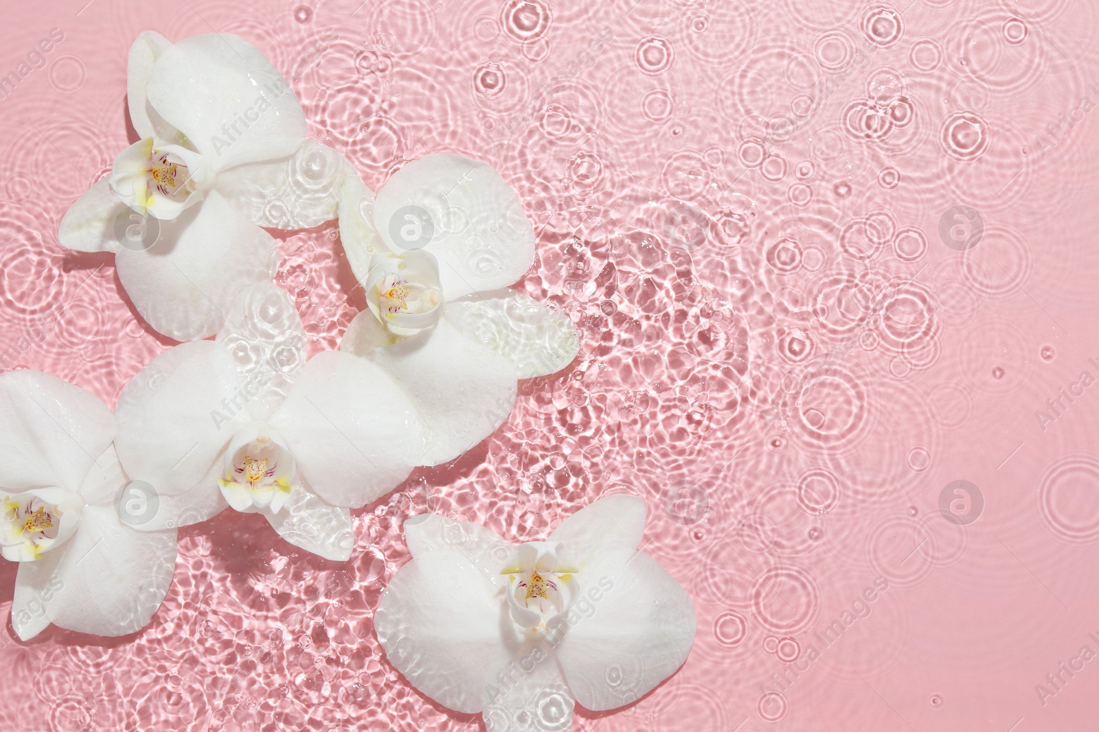 Photo of Beautiful orchid flowers in water on pink background, flat lay. Space for text