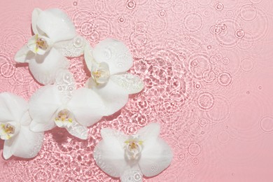 Beautiful orchid flowers in water on pink background, flat lay. Space for text