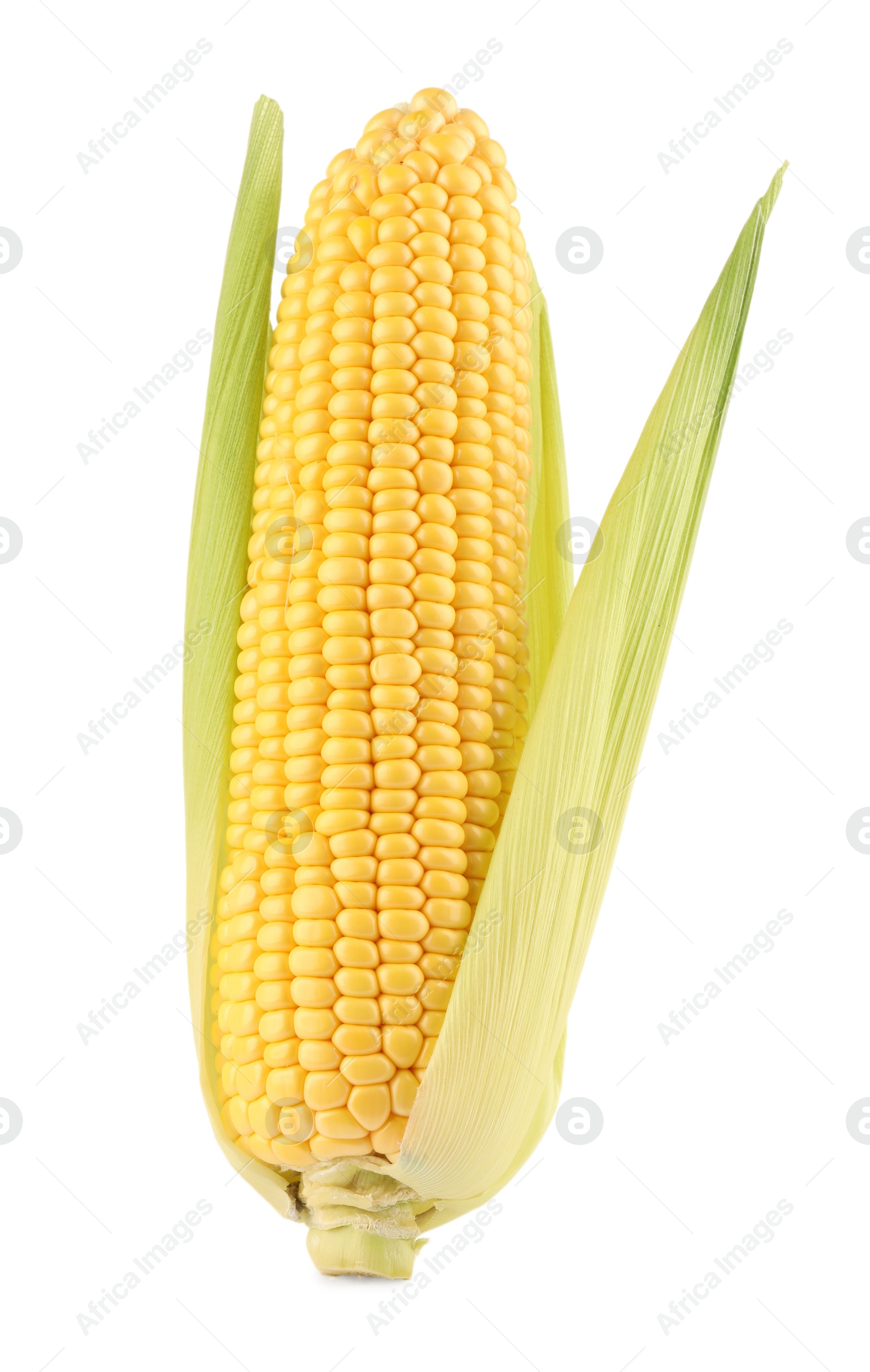 Photo of Corncob with green husks isolated on white