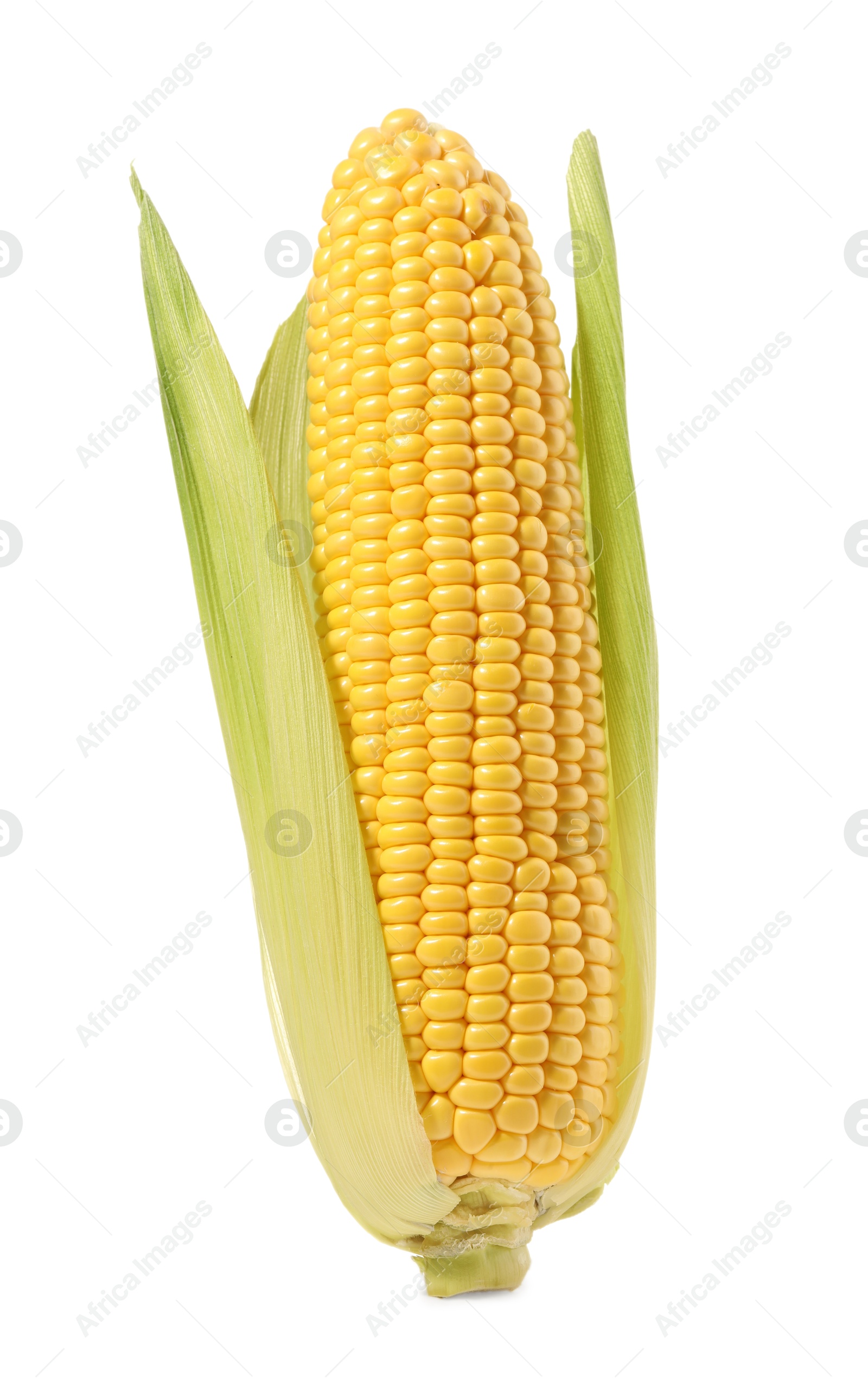 Photo of Corncob with green husks isolated on white