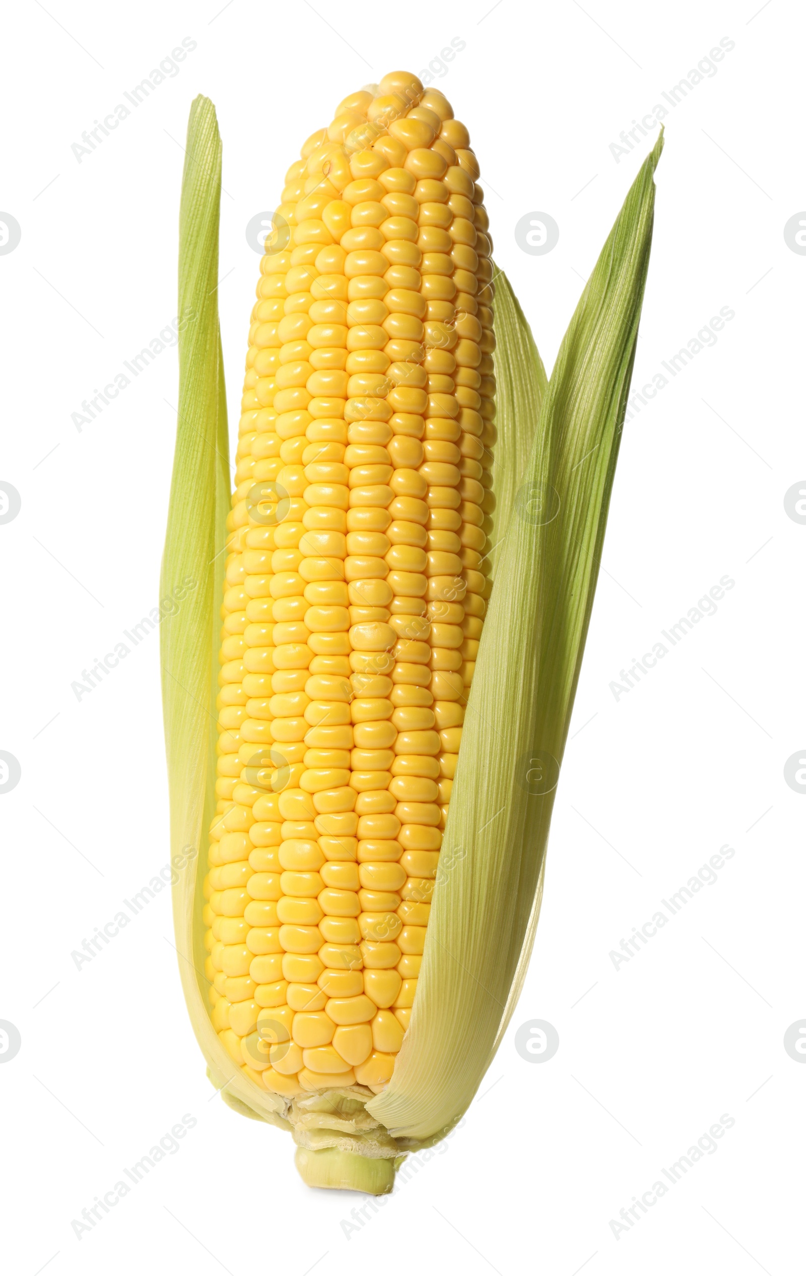 Photo of Corncob with green husks isolated on white