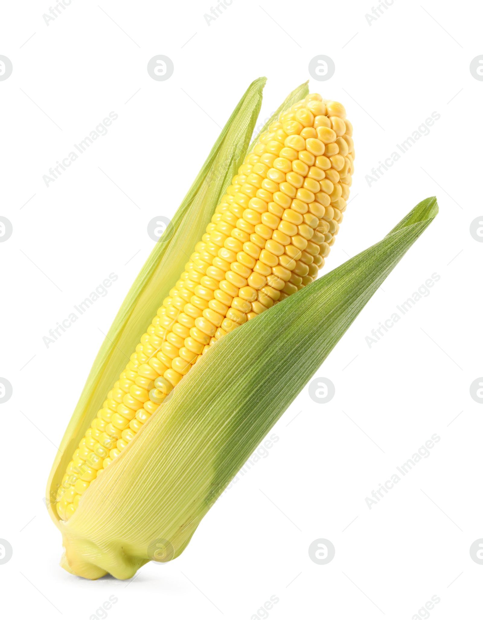 Photo of Corncob with green husks isolated on white