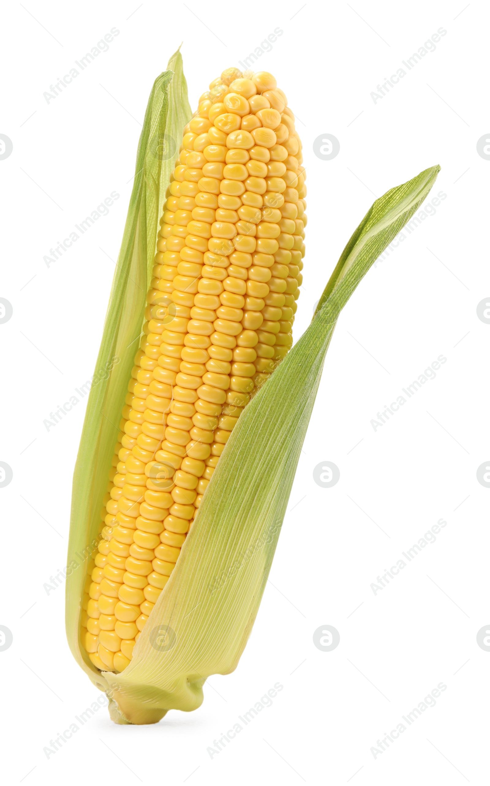 Photo of Corncob with green husks isolated on white