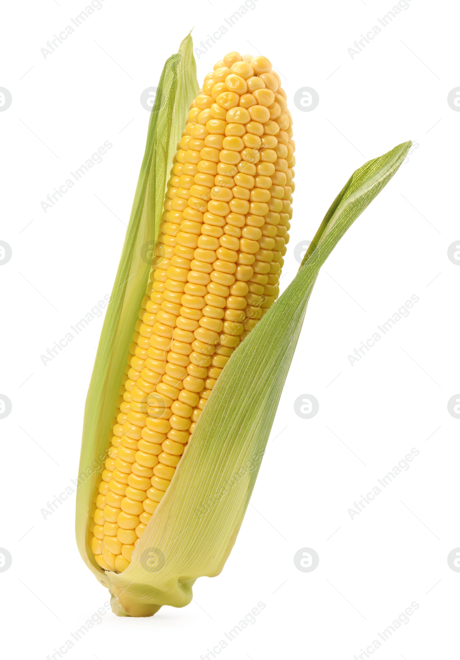 Photo of Corncob with green husks isolated on white