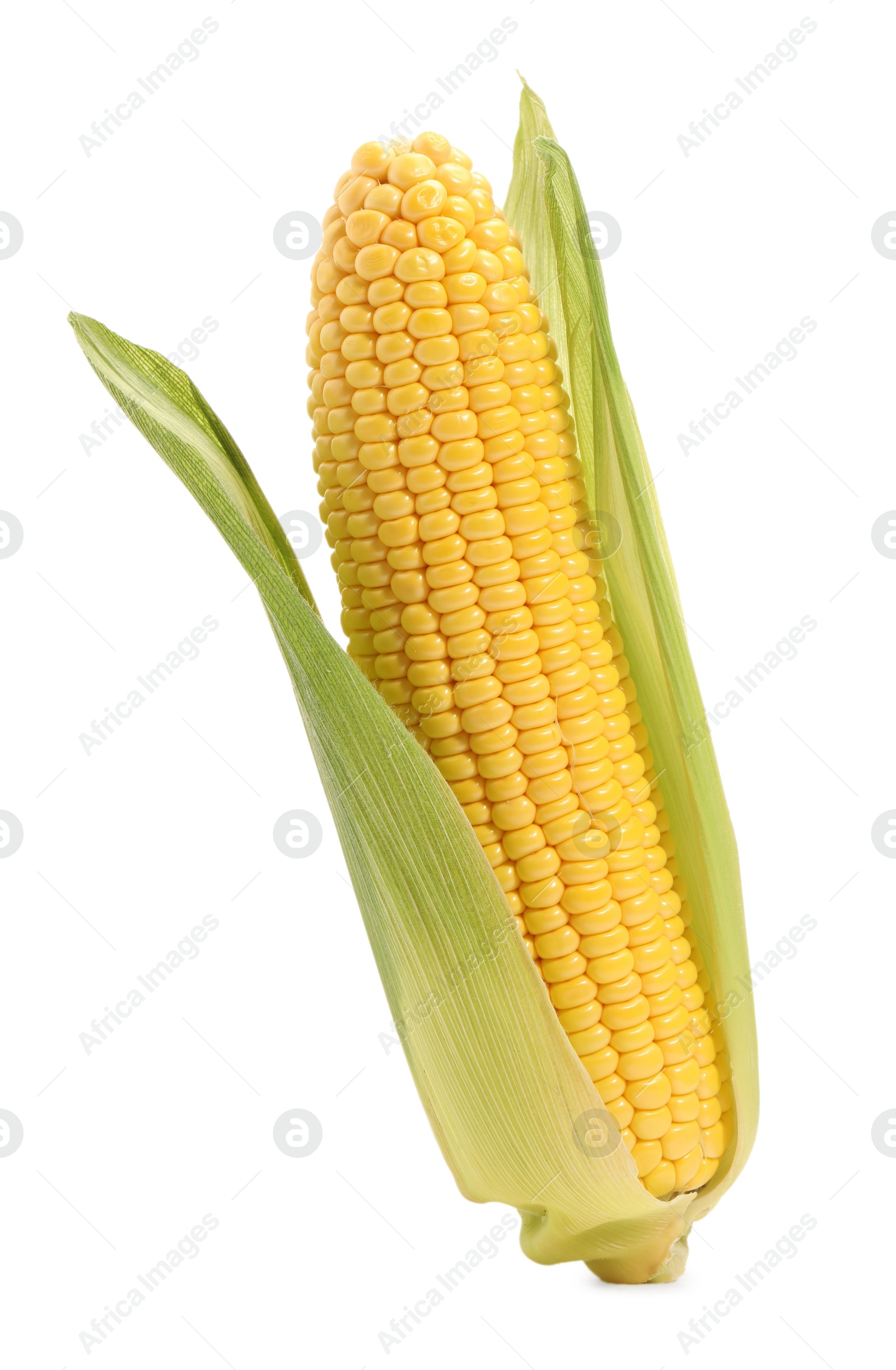 Photo of Corncob with green husks isolated on white