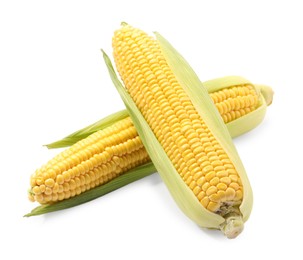 Corncobs with green husks isolated on white