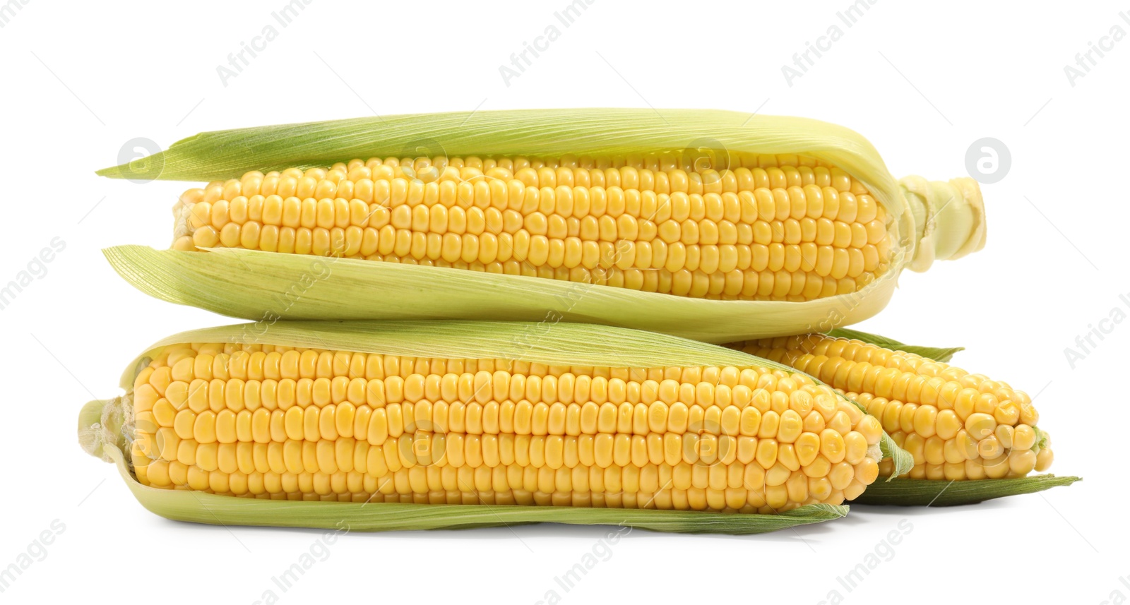 Photo of Corncobs with green husks isolated on white