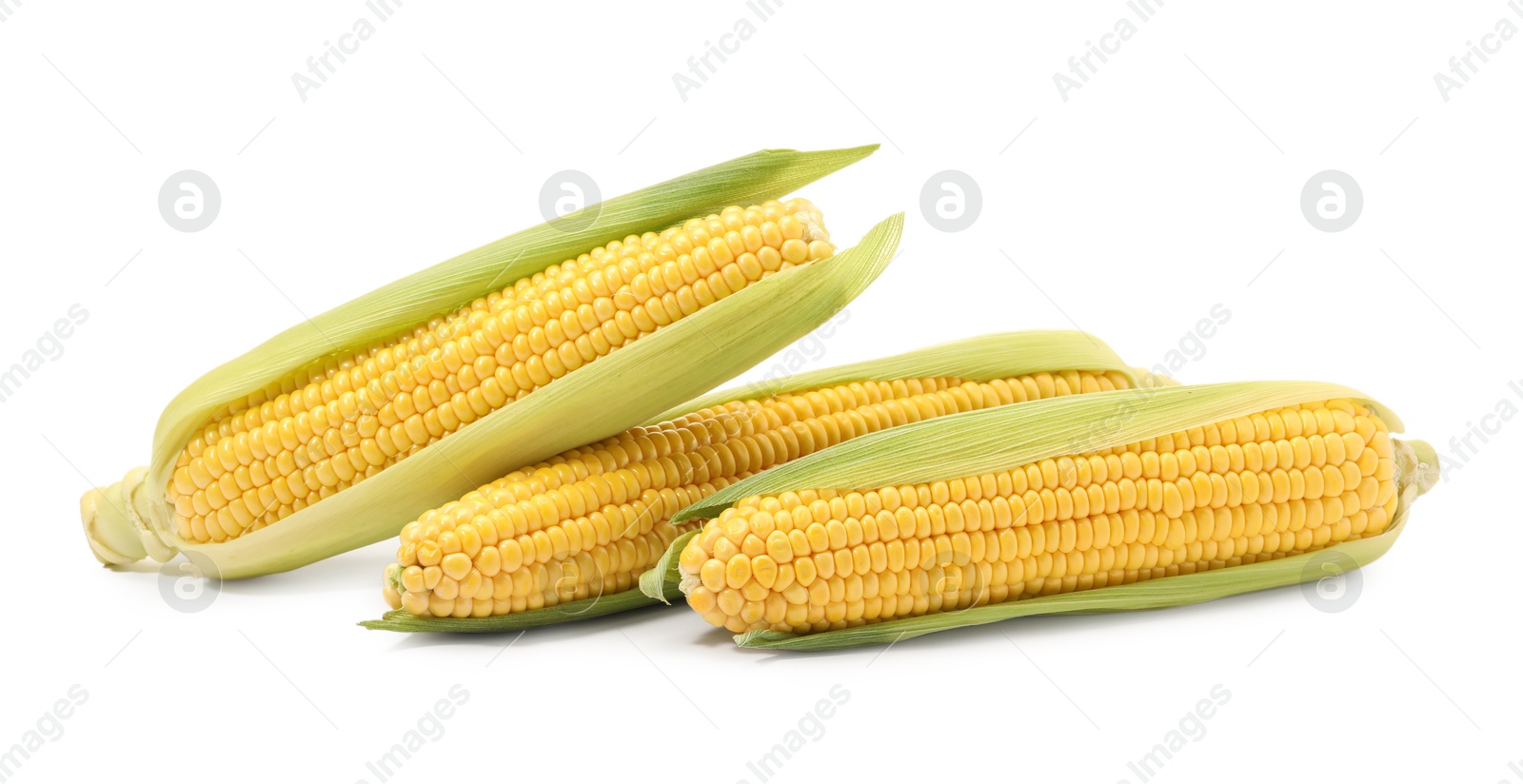 Photo of Corncobs with green husks isolated on white