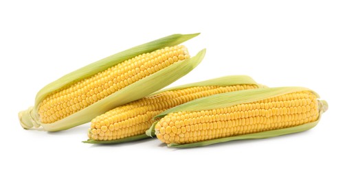 Corncobs with green husks isolated on white