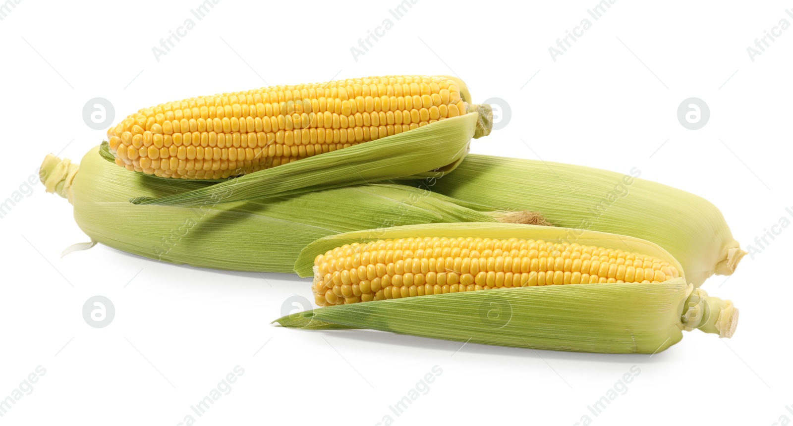 Photo of Corncobs with green husks isolated on white