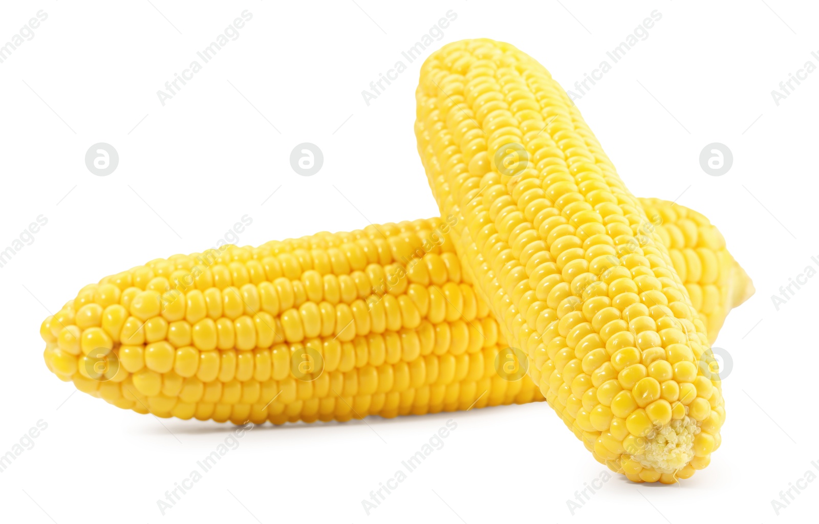 Photo of Two fresh ripe corncobs isolated on white