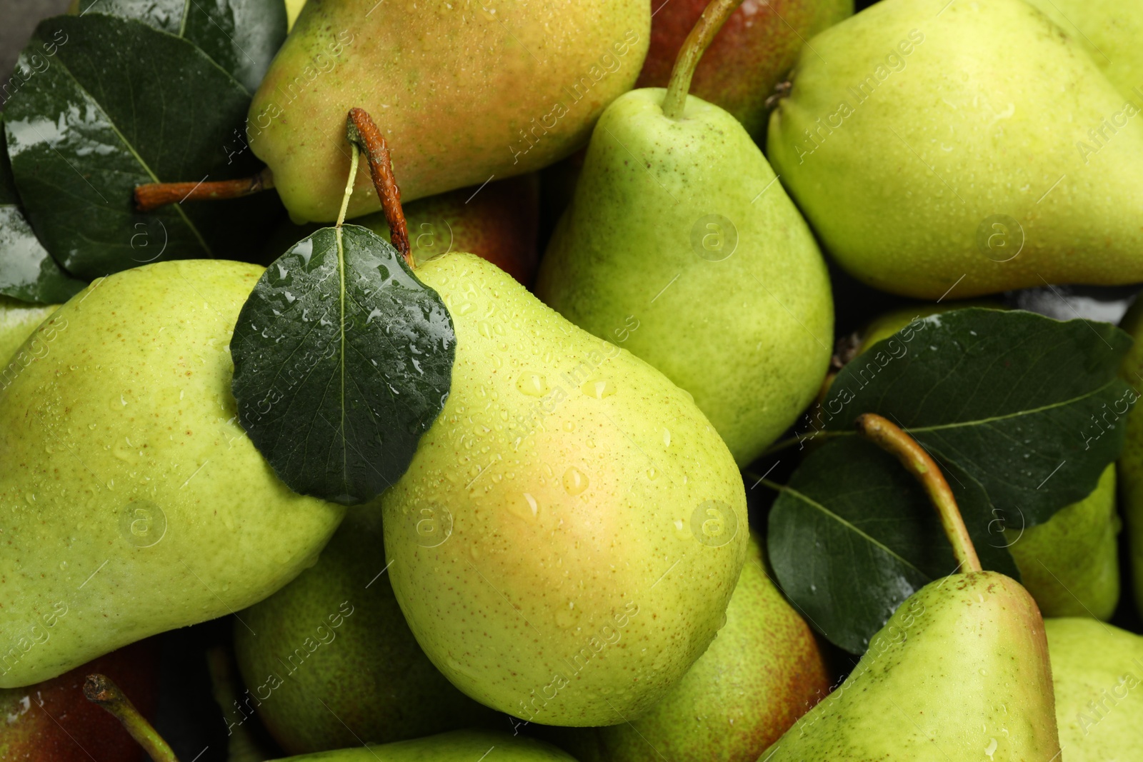 Photo of Many fresh ripe pears as background, top view