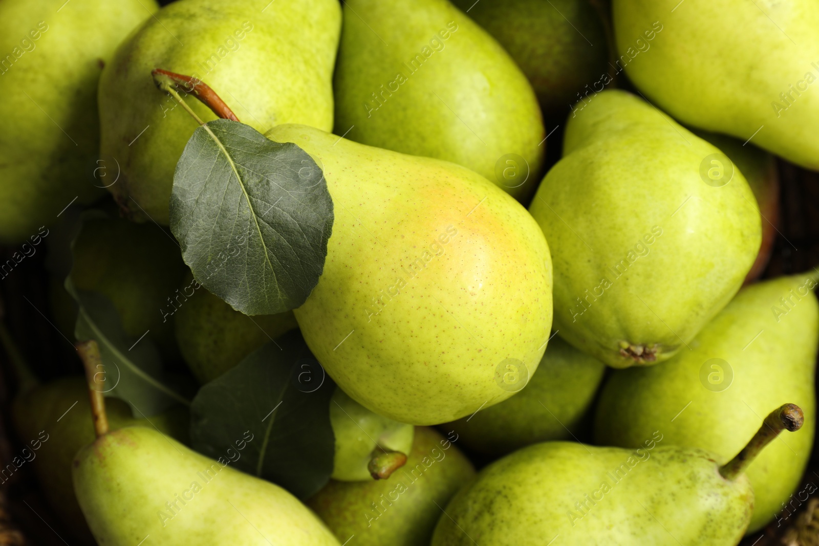 Photo of Many fresh ripe pears as background, top view