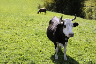 Photo of Beautiful cow grazing outdoors on sunny day. Space for text