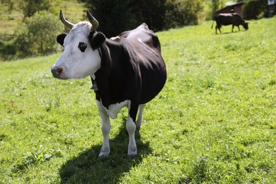 Beautiful cow grazing outdoors on sunny day. Space for text