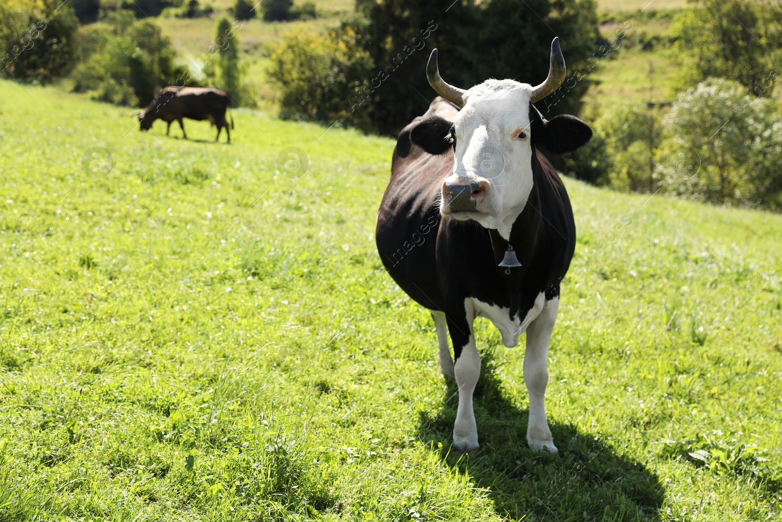 Photo of Beautiful cow grazing outdoors on sunny day. Space for text