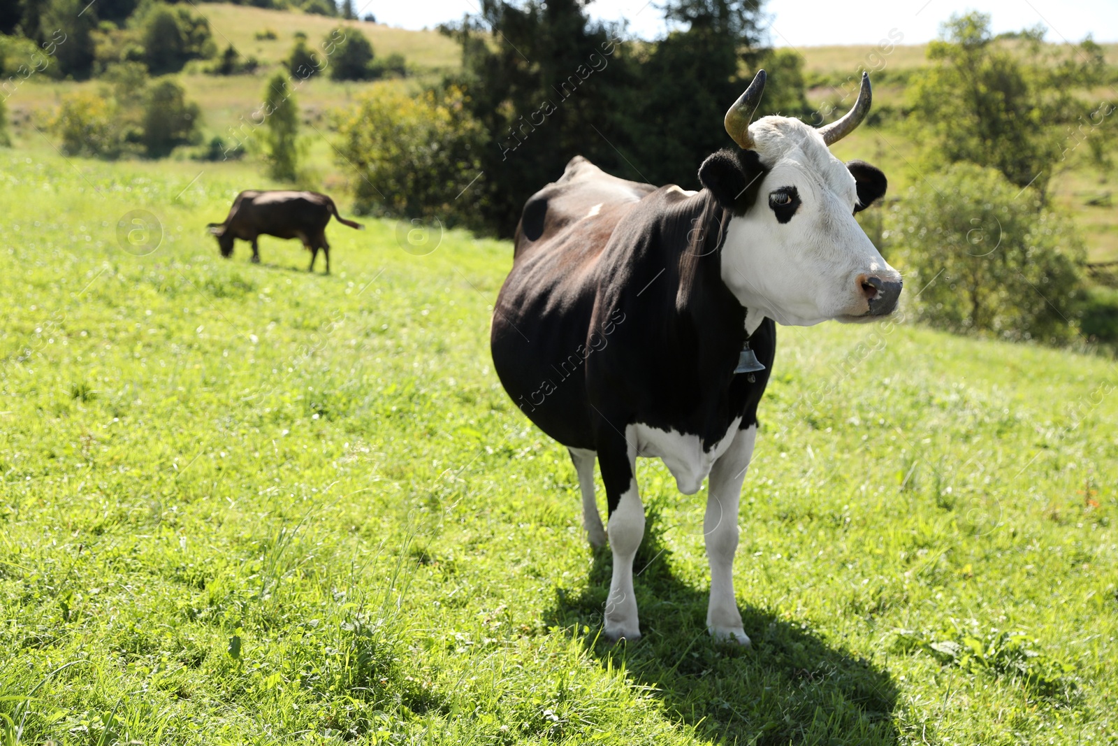 Photo of Beautiful cow grazing outdoors on sunny day. Space for text