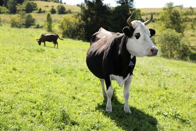 Beautiful cow grazing outdoors on sunny day. Space for text