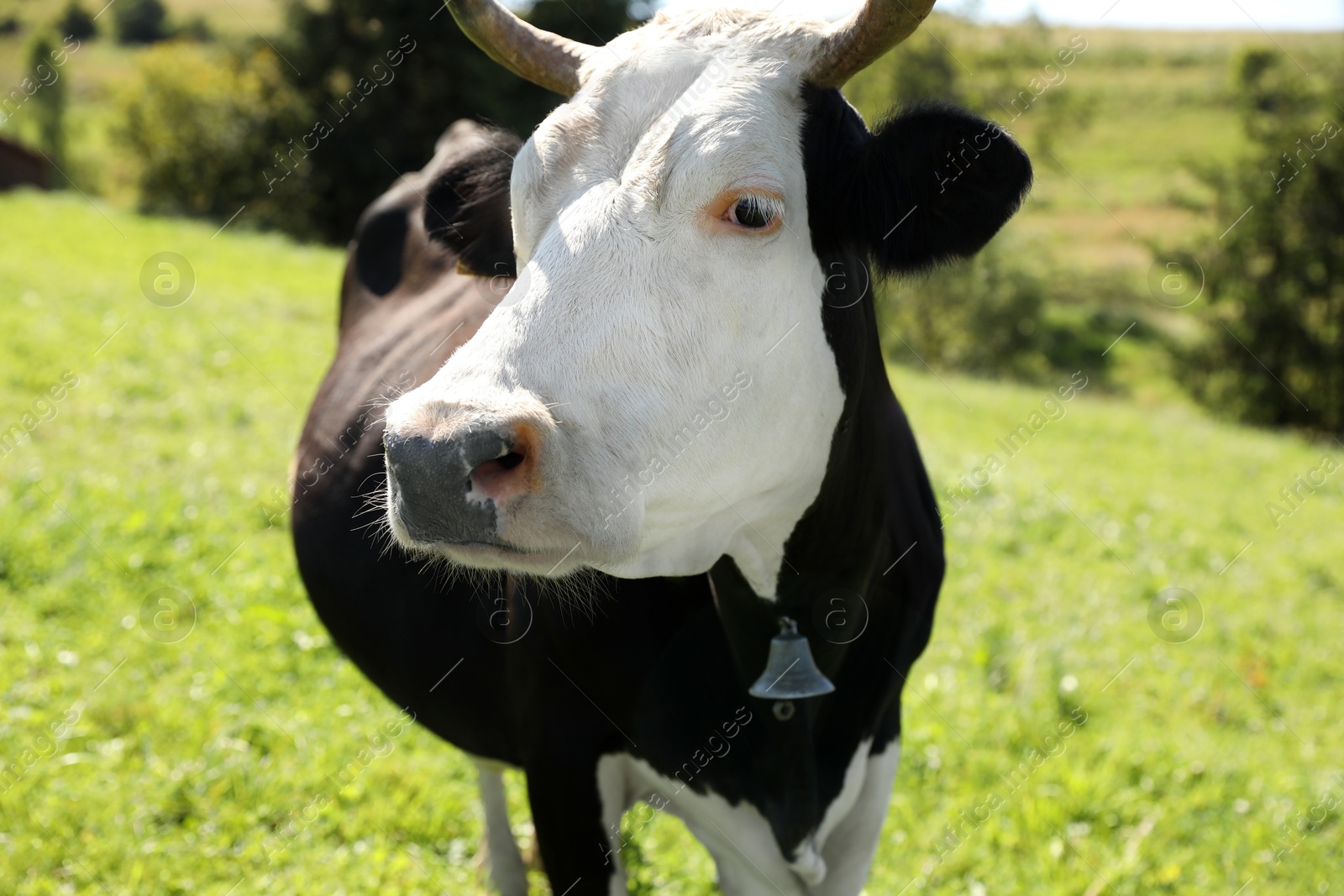 Photo of Beautiful cow grazing outdoors on sunny day